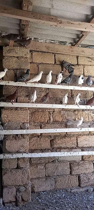 xaski ag: Çeşidli rəng və naxışlarda ev göyərçinləri dəst halında. - Ağ — 2