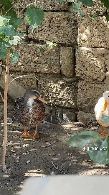 ordek satisi: Pekin ördəyi satılır cavandı yumurtaya düşmüyüb — 2