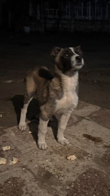 coban it adlari: İt balası – qəhvəyi-ağ rəngdə, ağız və alın hissəsində ağ zolaqlı — 3