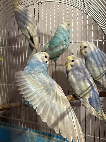 cucelerin satisi: Rainbow papuqayları satılır son qiymət 20 manat Erkək dişi var — 1
