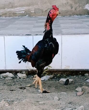 Xoruz, Heyratı, il: 1, Ödənişli çatdırılma lalafo.az -da Xoruz, Heyratı, il: 1, Ödənişli çatdırılma