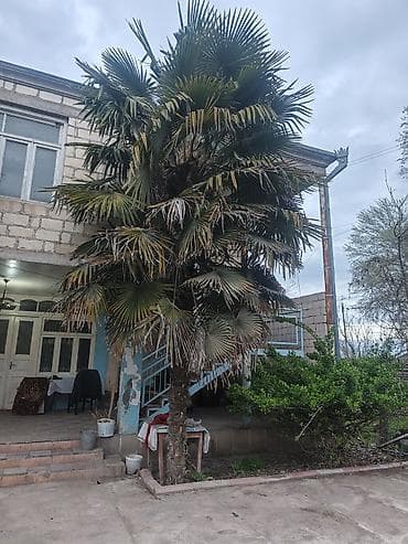 Trachycarpus fortunei (Küləkxurma, Çin xurması) – iri dekorativ palma