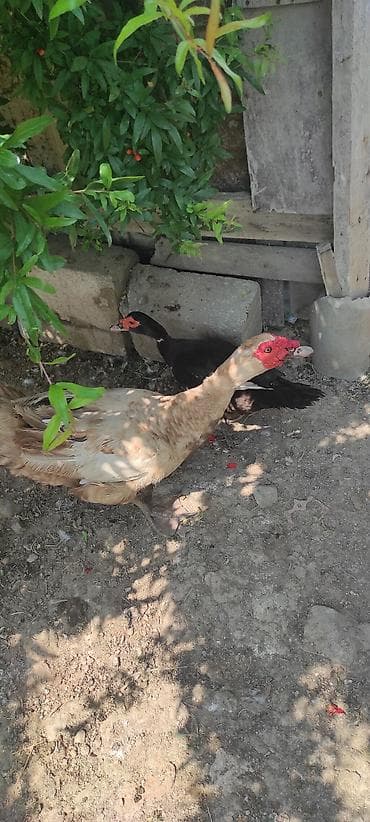 korella quş: Krasnadar, zümrüdü və lavanda cinsi lal ördək balalaridı 9 dənədi — 3