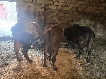 Super kök inekler — 7