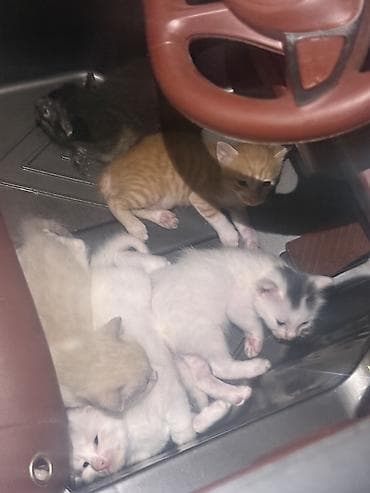 pisik ag: Sahiblenirler 5baladir ama Yaxsi baxa bilen pisiy incitmiyen yemey — 3