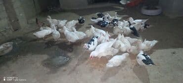 Daraq panellər: Erkək, Ətlik — 2