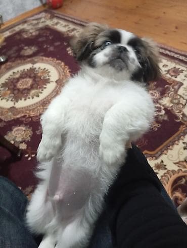 balaca itler satisi: Pekines, 3 ay, Erkek, Peyvəndli, Ödənişli çatdırılma, Ünvandan götürmə — 3