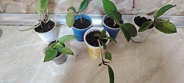 bitki guli: Hər biri 2 azn Hoya kəsiklərindən yetişdirilmiş saksı bitkiləri - — 1