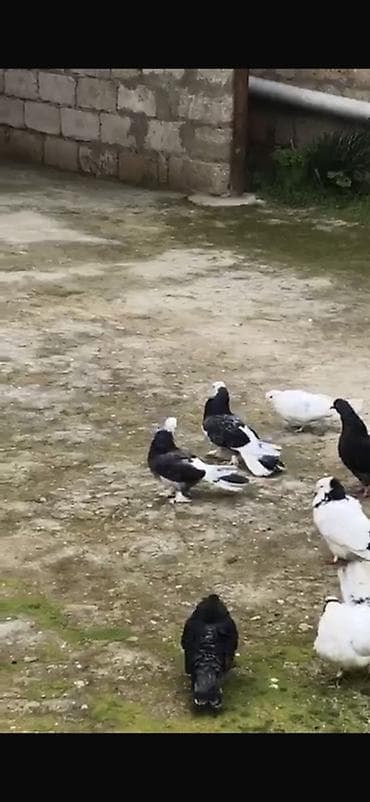 cənnət quşu: Hazır cüt ərkey mayadılar Ağ başlar satılır Heyvanlar Binə savxozdadı — 2