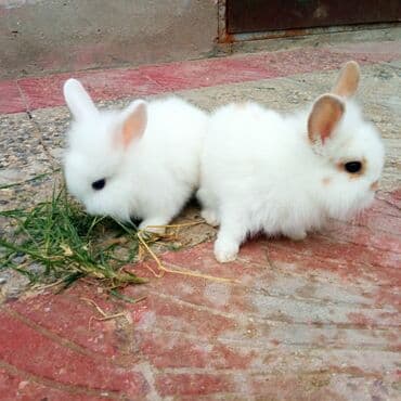ereb dovşanı: Holland lop dovşanlar 3 böyük 2 bala. balanın biri 15azn böyüyün — 2