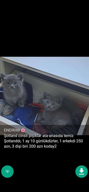 şinşilla pişik: Самец, Самовывоз — 13