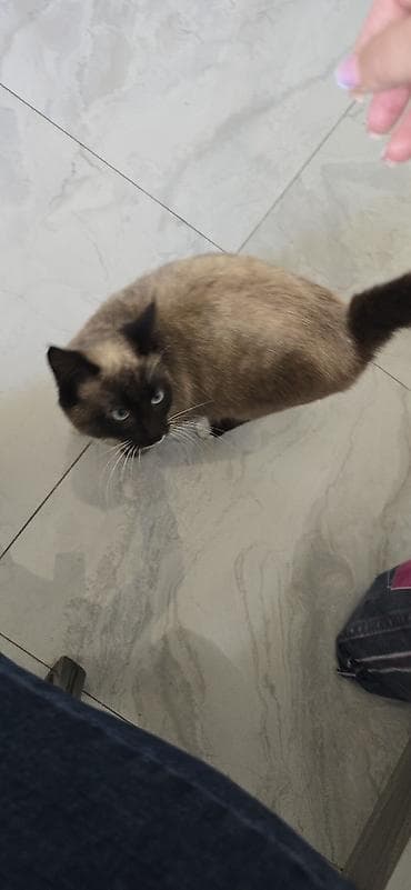 it tasma: Məhsul: Pişik üçün bəzəkli boyunbağı zəngi ilə - Rəng: parlaq qırmızı — 2