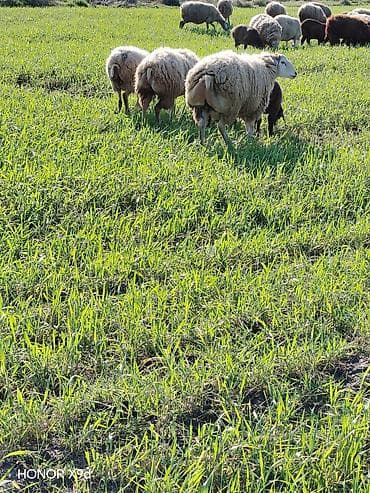 it balası satışı: Quzuluq üçün saxlanılan yerli qoyunlar - Cins: yerli qarışıq ət-yun — 3