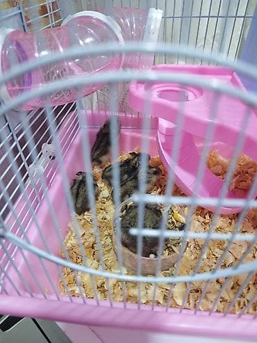 hamster satisi: Hamsterlər və tam avadanlıqlı qəfəs dəsti 5 Hamster sortu Çunqariklər — 1