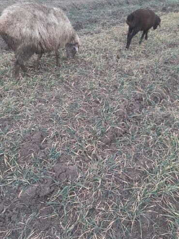 K/t heyvanları üçün mallar: 5 ci qardı dişdəri əladı balsı erkəydi ciddi şəxslər zəngin vursun — 3