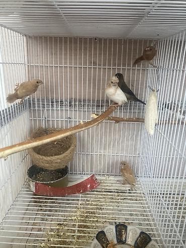 Pişiklər: 5 eded bengal 
Qiymet 5 aitdi
Qefes SATILMIR — 4