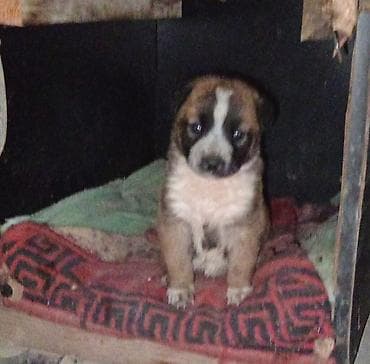 1 ay, Dişi, Peyvəndli