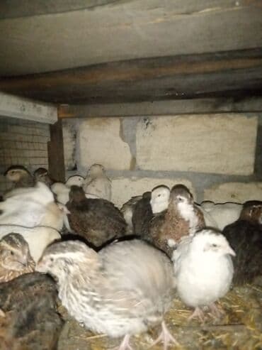 qu quşu və çöl qazı: Məhsul: Bildircinlər (yerli quşçuluq təsərrüfatı) 2.20azn Təsvir: - — 2