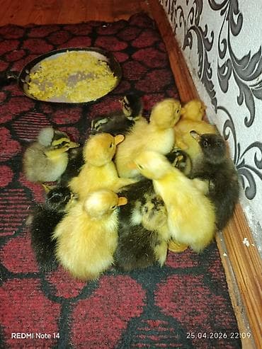 xarkov toyuqlari vikipediya: Pekin qışqıran ördəklər .1,2 günlük ordeklerdi.2manat 50 qep 1 — 7