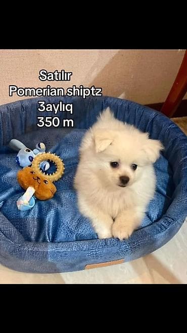 balaca ağ itlər: Şpitz, 3 ay — 1