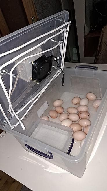 Оборудование для магазинов: Полностью автоматическая — 5