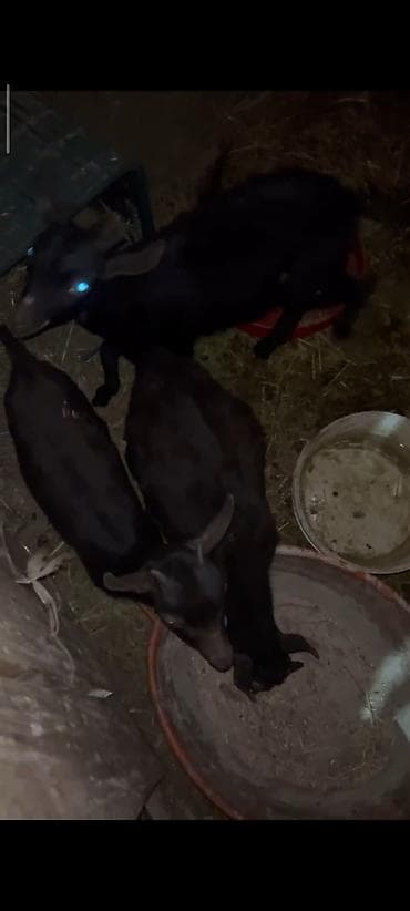 Qara rəngdə keçilər – sürü halında - Növ:sort qara keçi (4 anaclar və