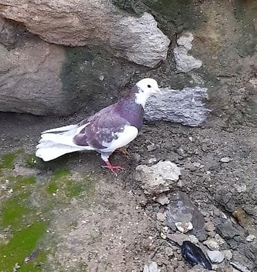 göyercinler: Agbaw erkey tutulmadi — 5