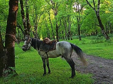7 yaşa keçib super at di sakit at di pis vərdişləri yöx du Yörqasi da lalafo.az -da 7 yaşa keçib super at di sakit at di pis vərdişləri yöx du Yörqasi da
