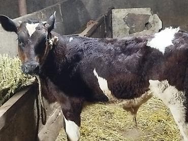 tap az atlar: Salam. Simmental danadir. 4 ay yarımlıqdır. Ünvan Mehdiabaddadir — 2