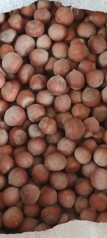 Ləpələr: Məhsul: Təbii fındıq (qabıqlı) Təsvir: - Yerli bağdan yığılmış — 5