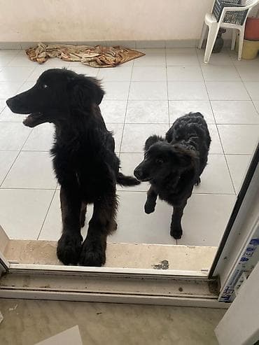 it sahiblenme: 5 ay, Dişi — 5