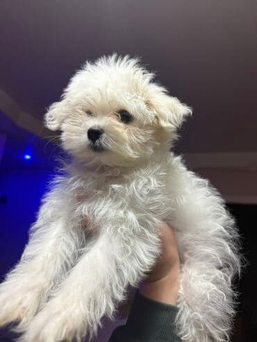 лабрадор баку: Malta bolonka, 3 ay, Dişi — 1