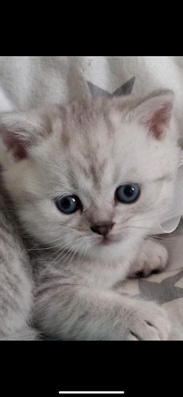 akvarium daşları: Britan, Erkək, Dişi, Yaxşı əllərə, Ünvandan götürmə, Ödənişli çatdırılma — 1