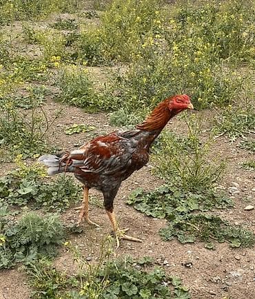 heyrati becesi: Tam saglam becedi teze teze ayilir uje isdeyen vapcapda yaza biler — 1