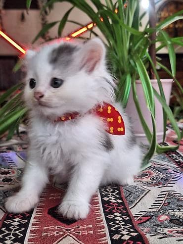 ag pisik balasi: Sevimli pişik balası – uzun tüklü, ağ rəng üstünlük təşkil edir — 2