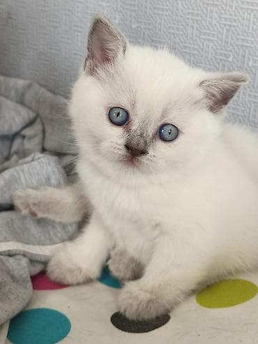 gəncə pişik: Şotland, Dişi — 5