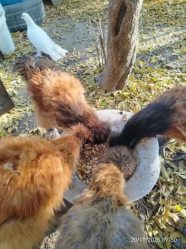 kend toyuqları: Toyuq, Damazlıq, Ünvandan götürmə, Ödənişli çatdırılma, Rayonlara çatdırılma — 2