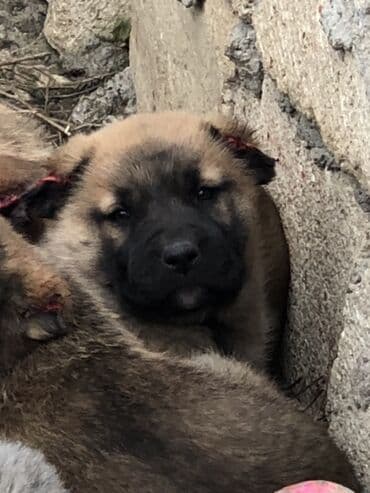 pişik satılır: Qurdbasar, 1 ay, Erkek — 5