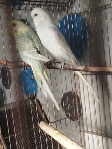 danisan quslar: Hazır cutlerdir yer isidir balata ela bacirlar Real alicilar narahat — 4