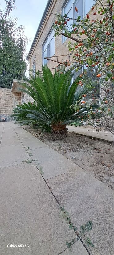 Lincoln: Sekas palmaları satılır . Həmişəyaşıldır . Mərdəkanda həyətimdədir . 3 — 1