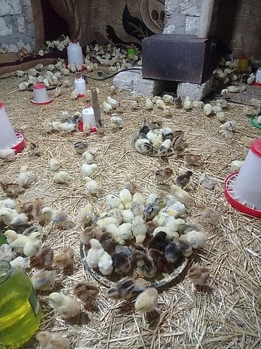 İtlər: Toyuq cücələri, Damazlıq — 2