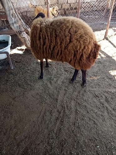 hayvan satış: Satılır — 6