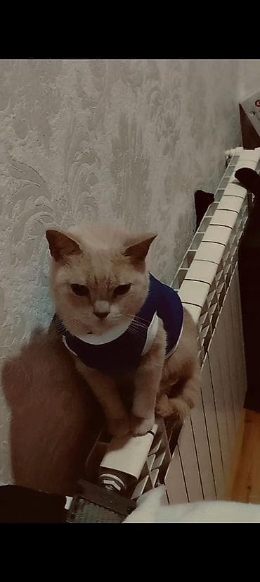 pisik cutlesme: Yaxşı əllərə — 1