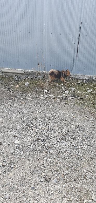 pitbull balasi satilir: Salam bu vidde zvanok it axtariram kimde varsa elaqe saxlasin aliram — 1