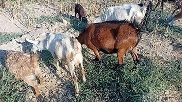 itler tap az: Salam bidenə temiz obir haş alpin 3 qarın doxub qurudub bir denə de — 4