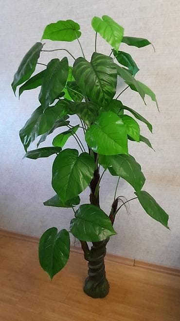 Satışı 250-300 manat arasındadır pula ehtiyac olduğu üçün ucuz satılır