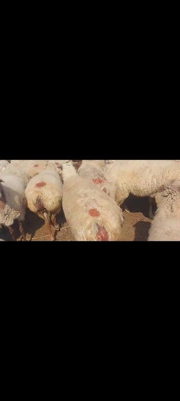 bakida cins ineklerin satisi: Satlır — 8