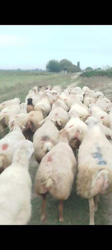 bakida cins ineklerin satisi: Dişi, il: 1, 50 kq, Damazlıq, Ünvandan götürmə — 16