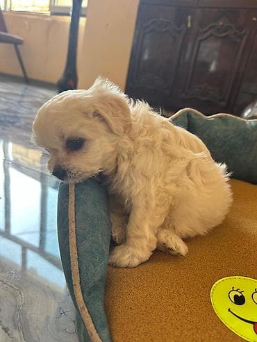 Pudel, 1 ay, Erkek — 2