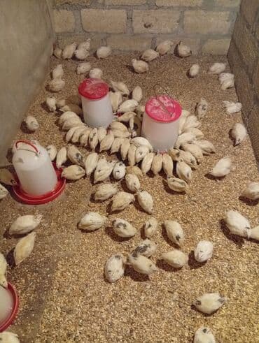 serebrist cuceler: Bildirçin cücələri, Damazlıq, Pulsuz çatdırılma — 2